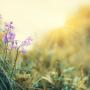 Online Photography Courses: Springtime Photography!